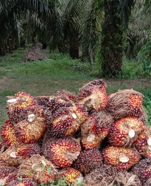KEBUN SAWIT HARUS DIJAGA JANGAN SAMPAI JADI PUSARAN COVID 19