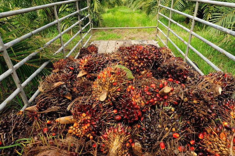 Harga TBS Sawit Plasma Riau Periode 24 – 30 Juni 2026 Turun Tipis