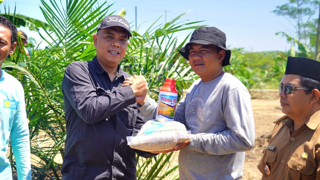 Optimalisasi Lahan Sawit: Pandeglang Dorong Produksi Padi Gogo Nasional