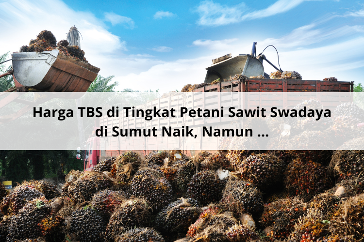 Harga TBS di Tingkat Petani Sawit Swadaya di Sumut Naik, Namun …