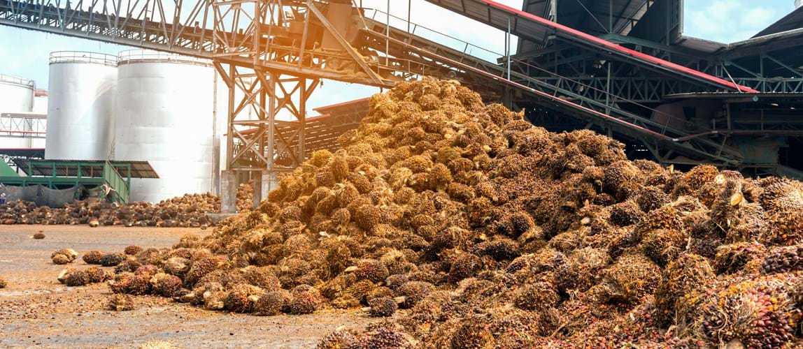 Kelapa Sawit Tak Menghasilkan Limbah, Berikut Pemanfaatannya