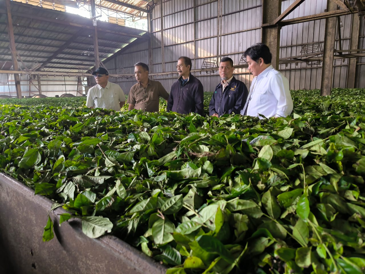 Kementan Tingkatkan Produksi Teh Melaui Intensifikasi Lewat Aspirasi Pekebun