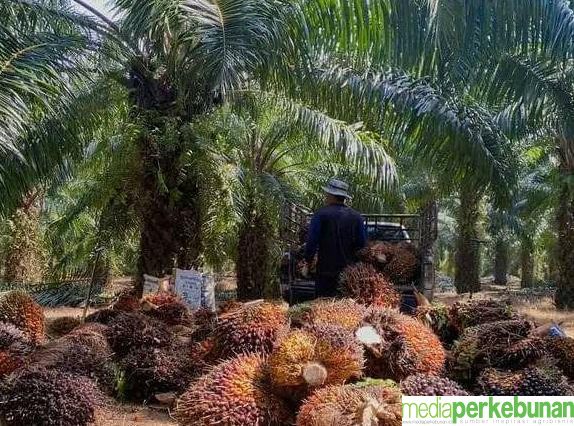 GAPKI Riau: PKS Brondolan Bersaing Tidak Sehat dengan PKS Konvensional