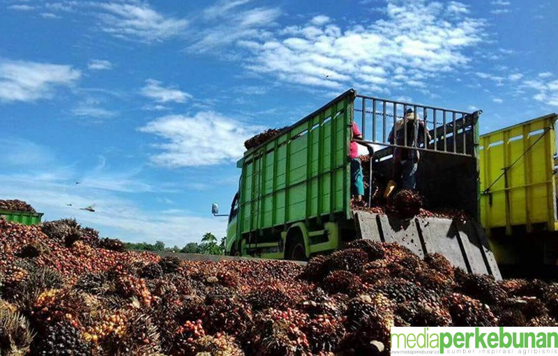 Harga Sawit Petani Mitra Swadaya Riau Naik