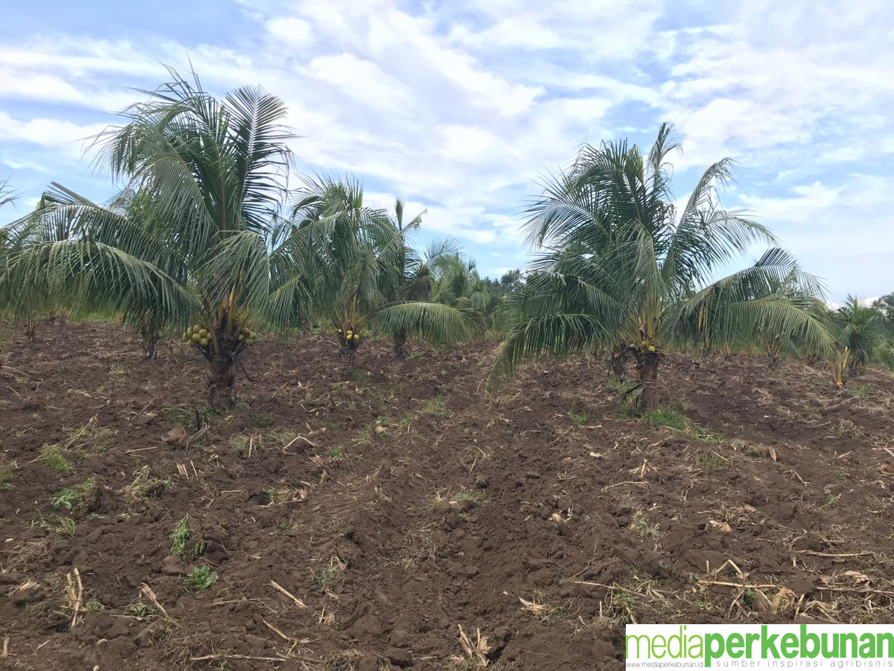 Pemangku Kepentingan Kelapa Sambut Baik BPDP Perkebunan