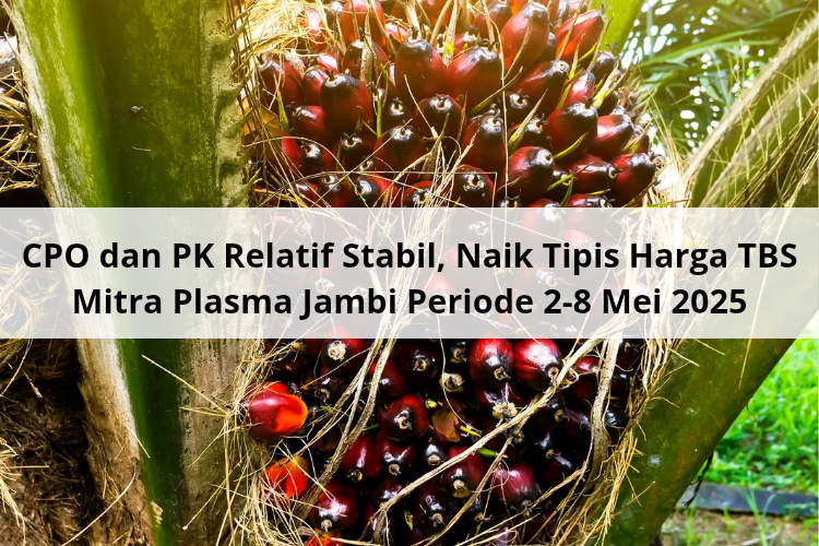 CPO dan PK Relatif Stabil, Naik Tipis Harga TBS Mitra Plasma Jambi Periode 2-8 Mei 2025