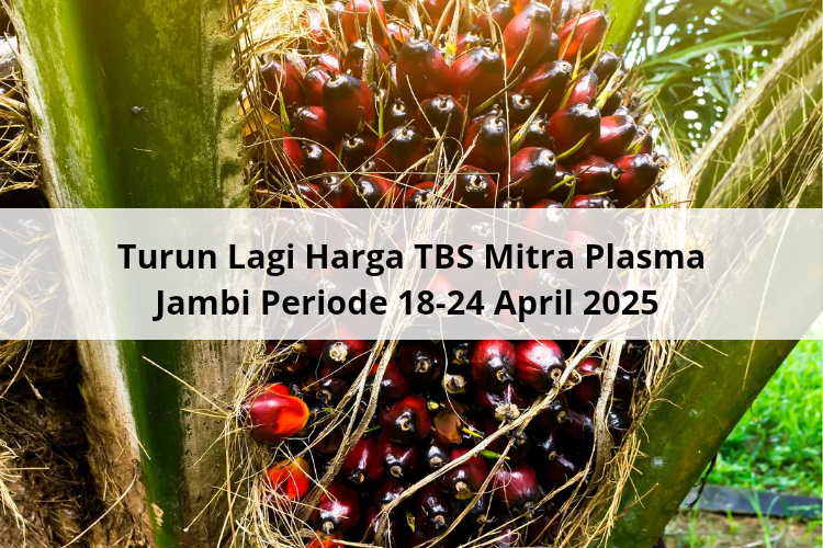 Turun Lagi Harga TBS Mitra Plasma Jambi Periode 18 – 24 April 2025