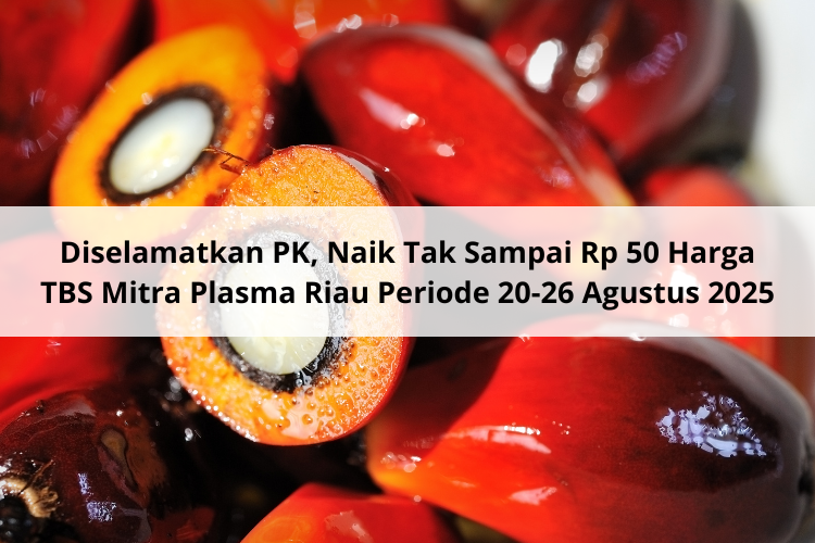 Diselamatkan PK, Naik Tak Sampai Rp 50 Harga TBS Mitra Plasma Riau Periode 20-26 Agustus 2025