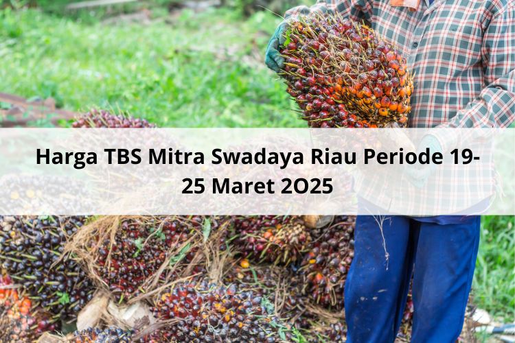 Mayoritas di Level Rp 3.600 Harga TBS Mitra Swadaya Riau Periode 19-25 Maret 2025