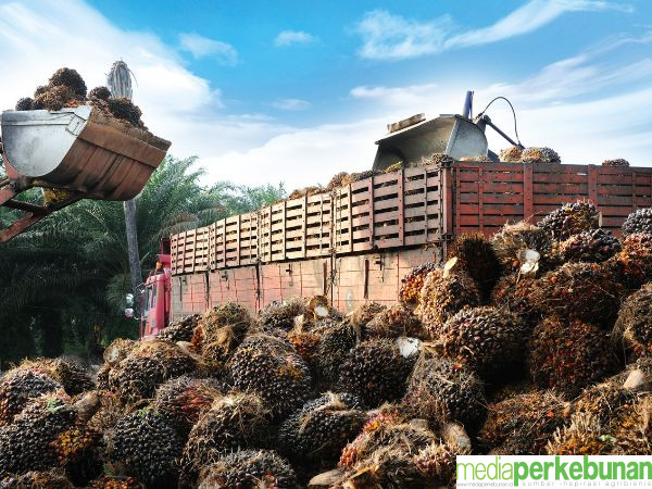 DPR Minta Pemerintah Menindak Tegas 194 Perusahaan Perkebunan Sawit