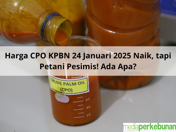 Petani Pesimis Meski Harga CPO Naik pada Tender PT KPBN Periode 24 Januari 2025