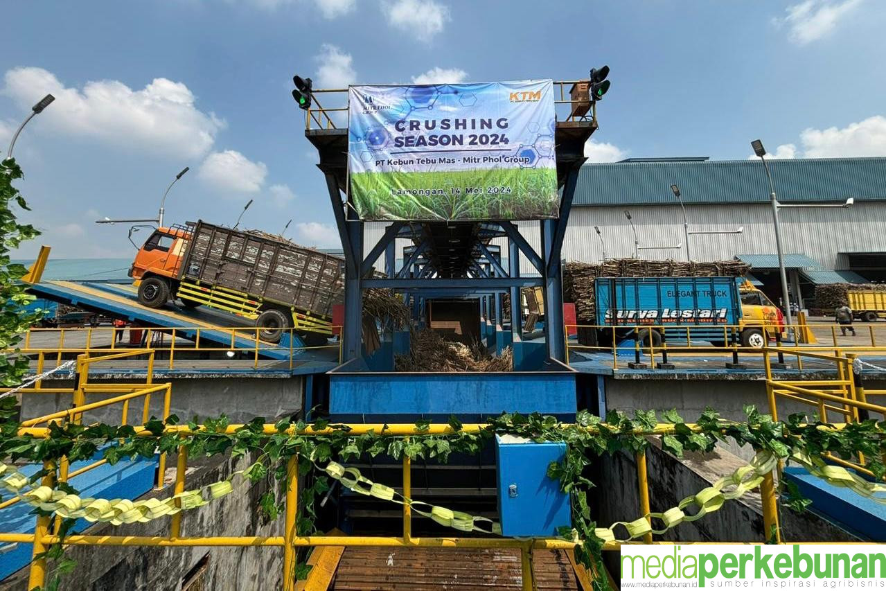 OPENING  BUKA GILING PT KEBUN TEBU MAS MITR PHOL TAHUN 2024
