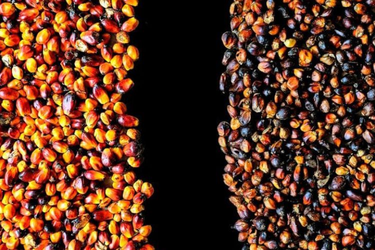 Kini Buah Sawit Bisa Diawetkan dan Diolah di Mana Saja