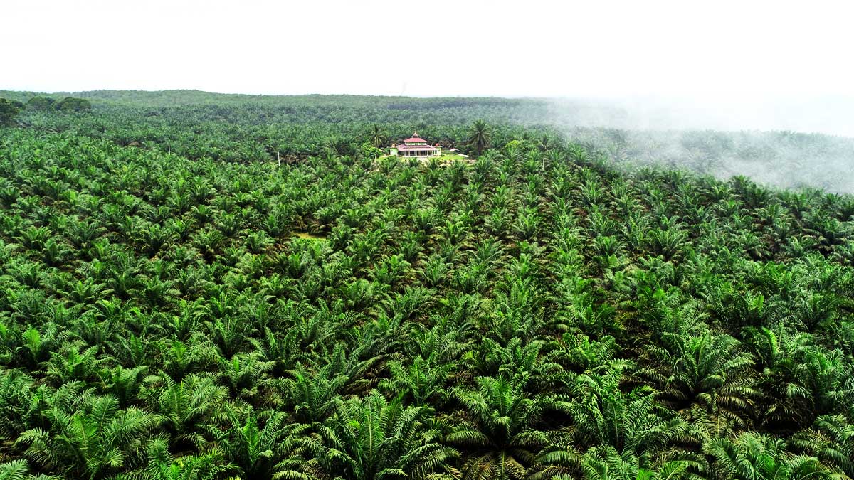 Terapkan Pertanian Regeneratif, Produksi Sawit Meningkat 12%