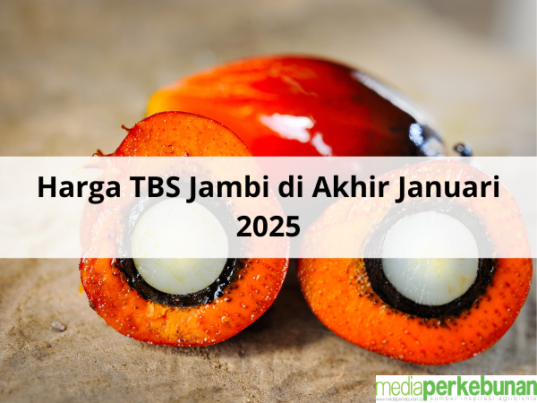 Harga TBS Jambi Turun Lagi di Akhir Januari 2025: Bukan Bulan Ramah bagi Petani Sawit