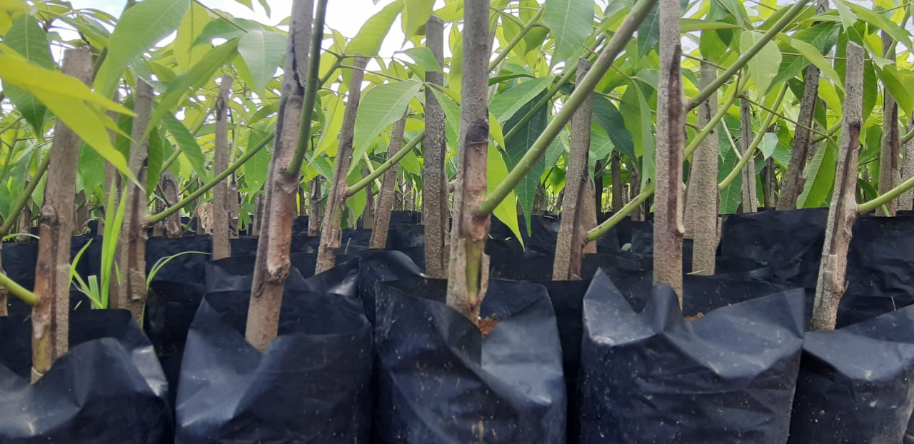 SUDAH SAATNYA DIADAKAN PEREMAJAAN KARET