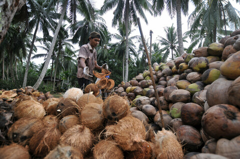 IICCE 2026, Mengubah Limbah Menjadi Energi Hijau dan Potensi Strategis Briket Tempurung Kelapa