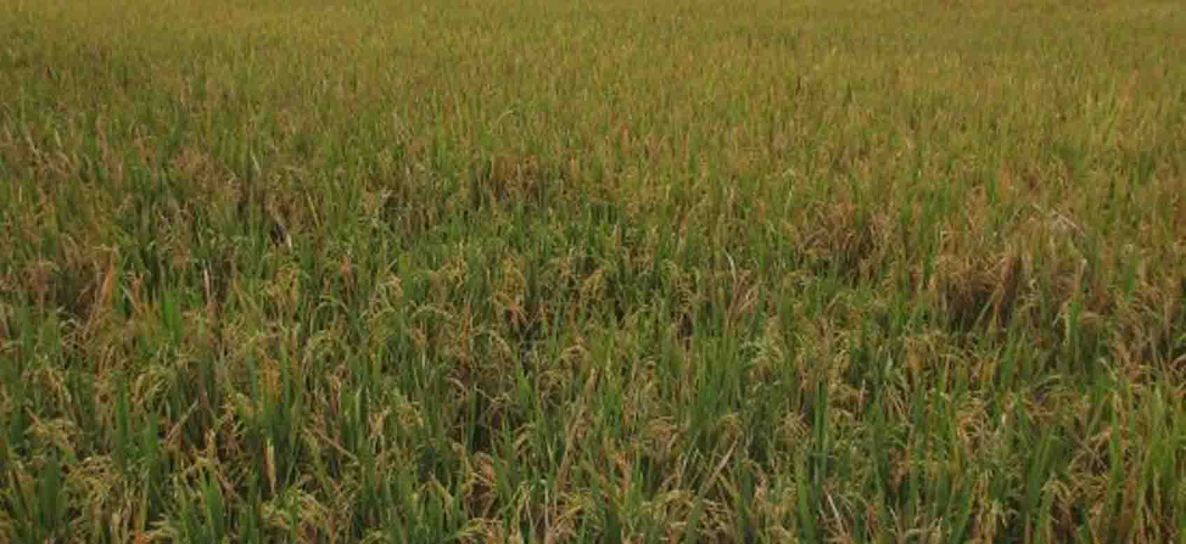 Wilmar Targetkan  Kemitraan 1.000 hektare Lahan Padi di Luar Jawa