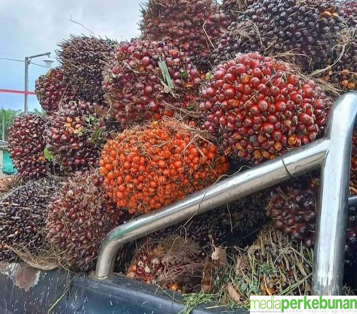 Nyaris Melorot Rp 110 Per Kg Harga TBS Mitra Plasma Riau Periode 15 – 21 Januari 2025