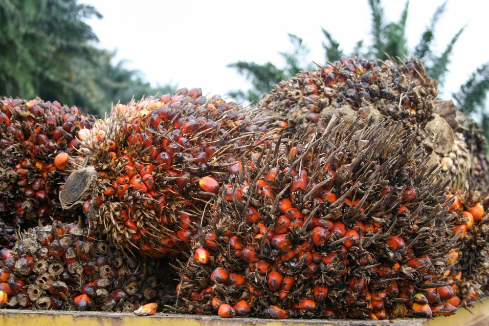 Awal Oktober yang Cerah, Harga TBS Mitra Plasma Riau Naik Tipis