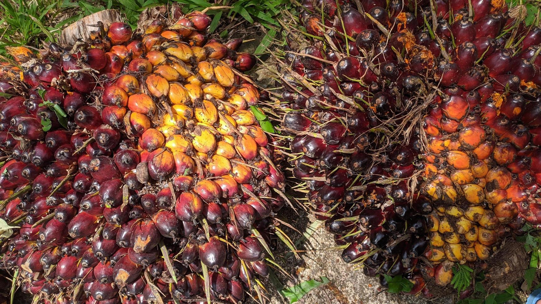 Harga TBS Mitra Plasma Sumut Periode 11-17 Desember 2024 Melonjak