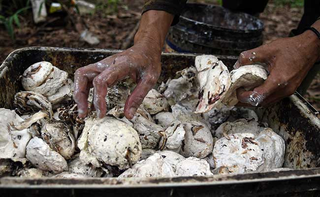 Harga Indikasi Karet di Kalimantan Timur Naik 1,64 Persen
