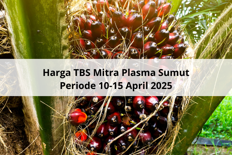 Usai Libur Lebaran, Turun Lagi Harga TBS Mitra Plasma Sumut Periode 10-15 April 2025