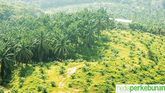 Lahan Sawit di Kawasan Hutan Terpaksa Diputihkan