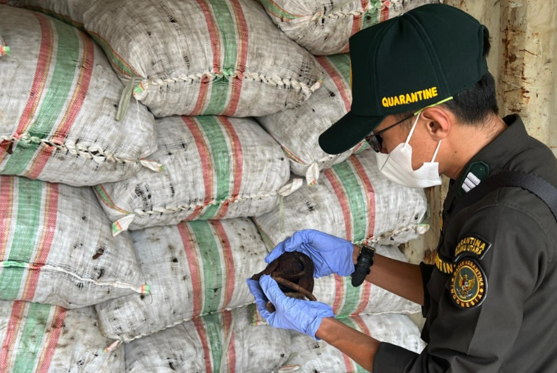 Puluhan Ribu Ton Kopra Kelapa Asal Malut Diserap Pasar Sulut dan Jatim