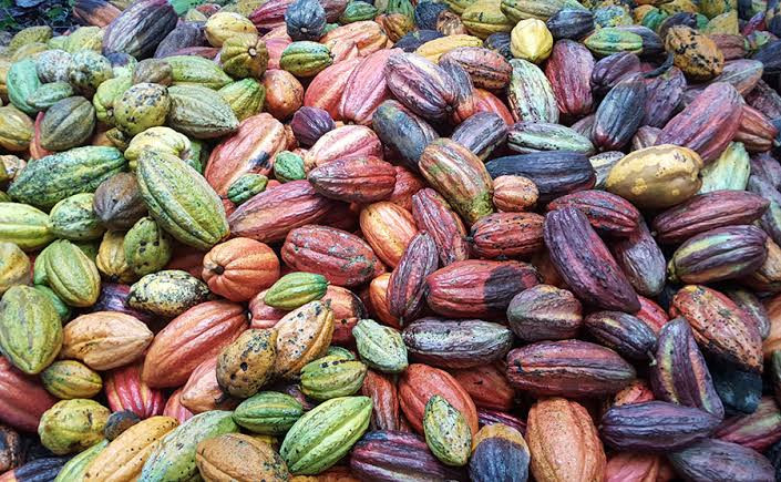 Harga Referensi Biji Kakao Februari 2025 Kembali Mengalami Kenaikan