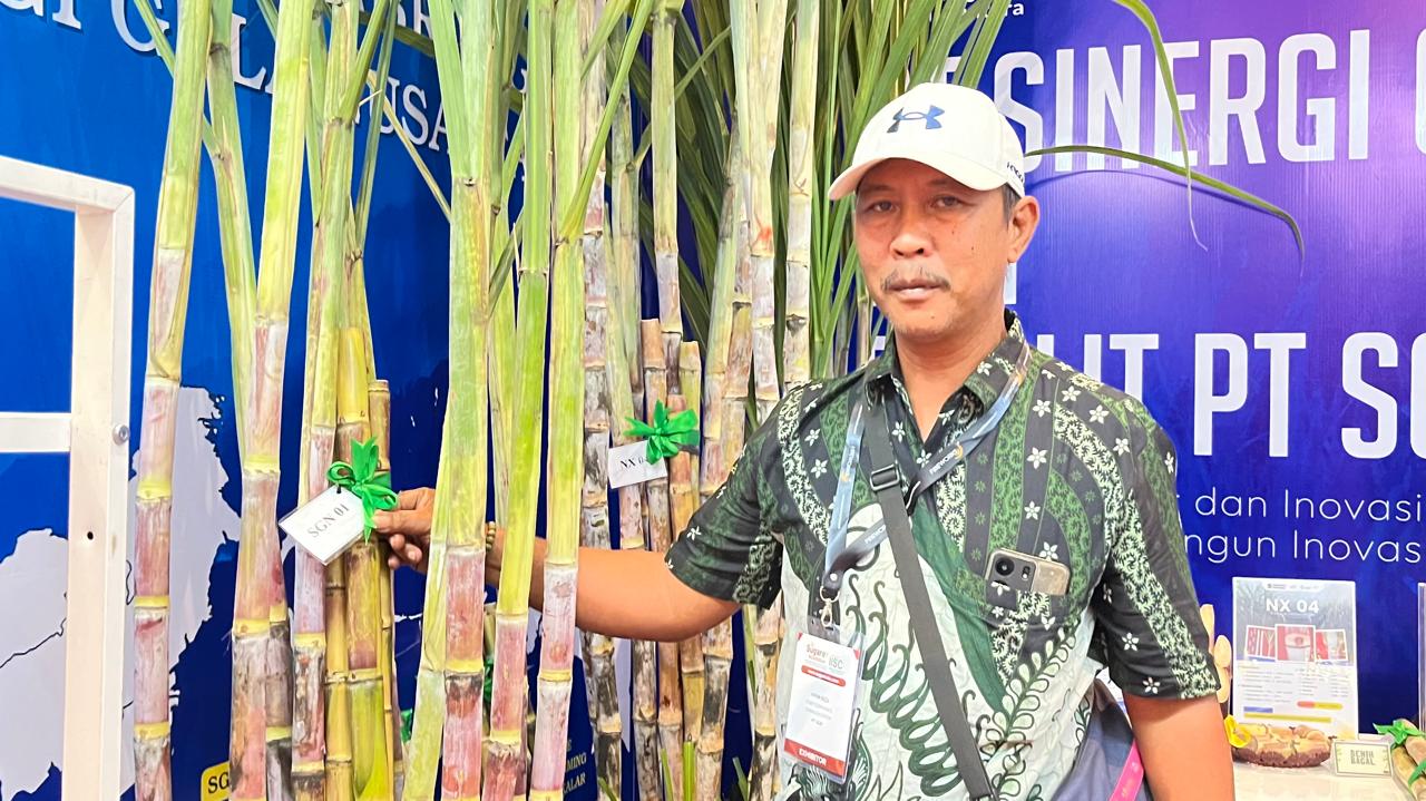 SGN Keluarkan Varietas Bibit Baru, Produktivitas Tinggi dan Tahan Hama