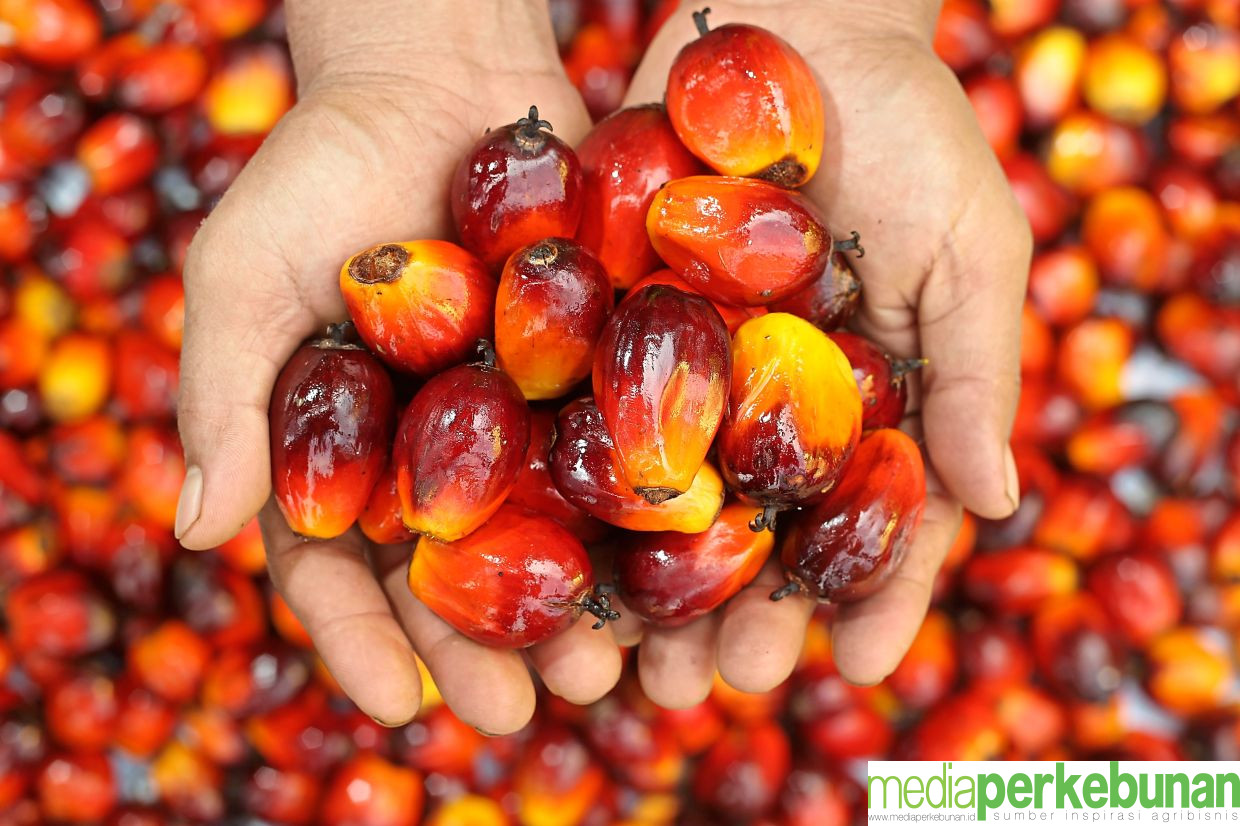 Harga Referensi CPO Maret 2024 Alami Penurunan