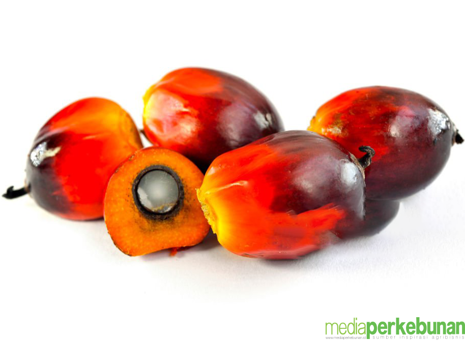 Stok dan Produksi CPO Malaysia di Desember 2024 Anjlok Segini