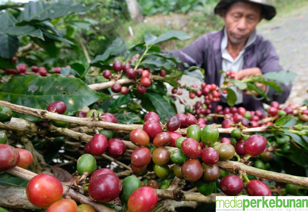 Harga Kopi Robusta Maret 2024 Naik Lagi Mulai Rp 25 Ribu