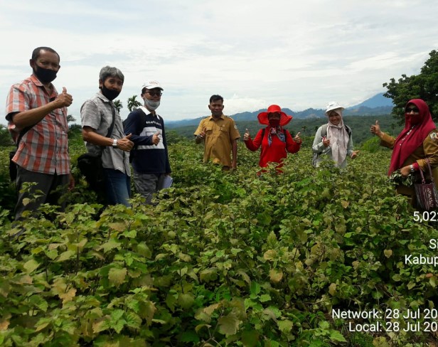 KEBUN SUMBER BENIH NILAM VARIETAS LHOKSEUMAWE DITETAPKAN