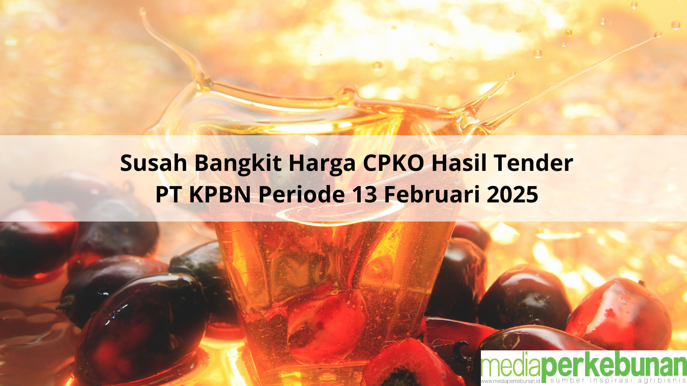Susah Bangkit Harga CPKO Hasil Tender PT KPBN Periode 13 Februari 2025