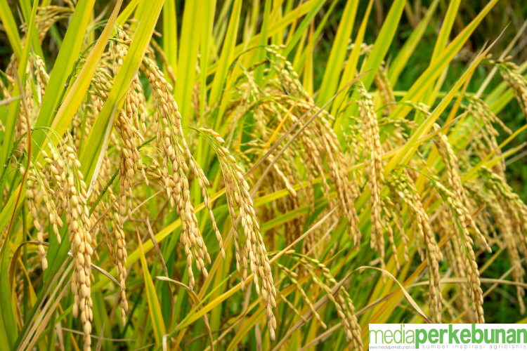 Tumpang Sari Membuat Petani Sawit Berpotensi Raup Cuan Sebelum TBM