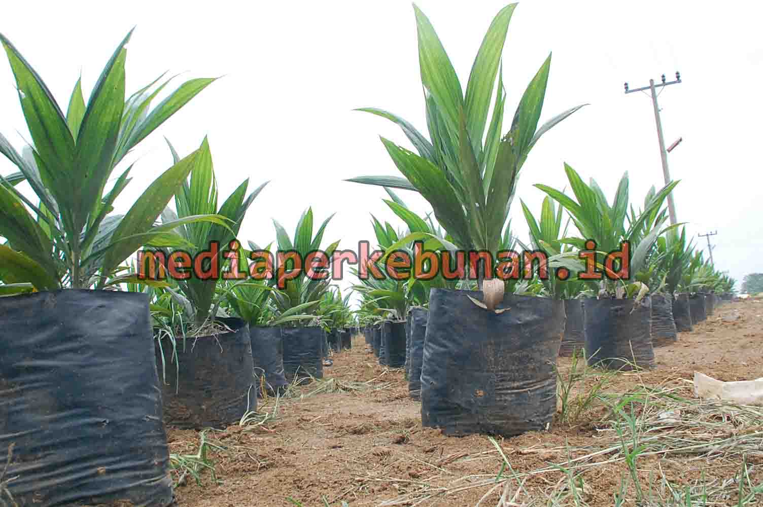 PRODUSEN BENIH KELAPA SAWIT HARUS LAKUKAN TRANSFORMASI DIGITAL