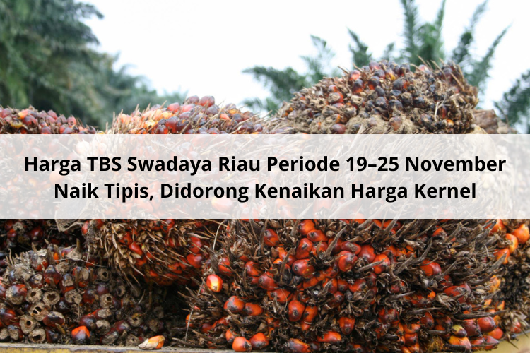 Harga TBS Swadaya Riau Periode 19–25 November 2025 Naik Tipis, Didorong Kenaikan Harga Kernel