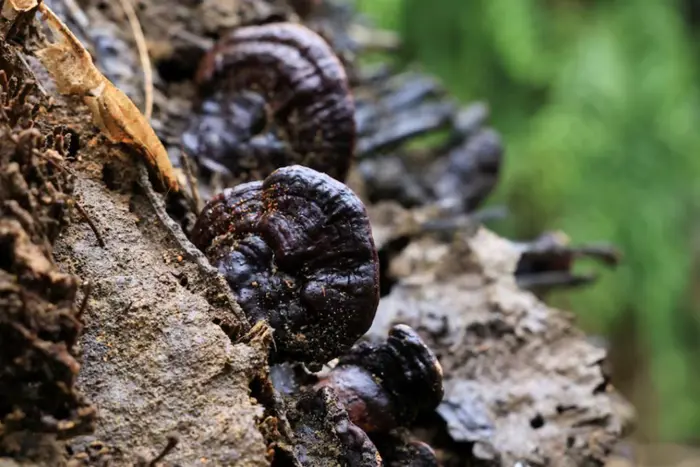 Pakar Malaysia Sebut Ganoderma Ancaman Senyap yang Bisa Mengguncang Industri Sawit Global