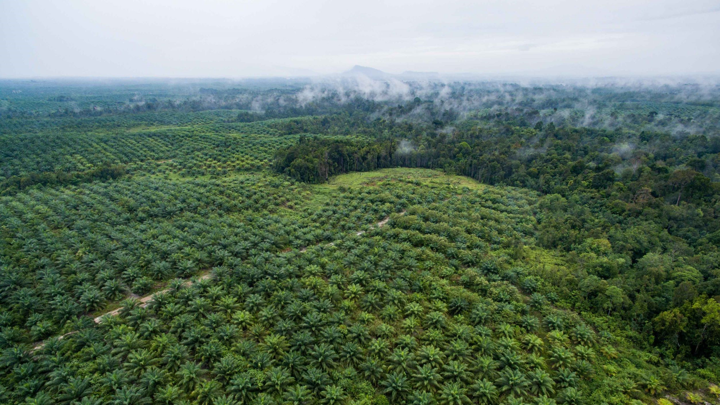Perusahaan Kelapa Sawit di Riau Jadi Pusat Penanaman Jagung untuk Swasembada Pangan