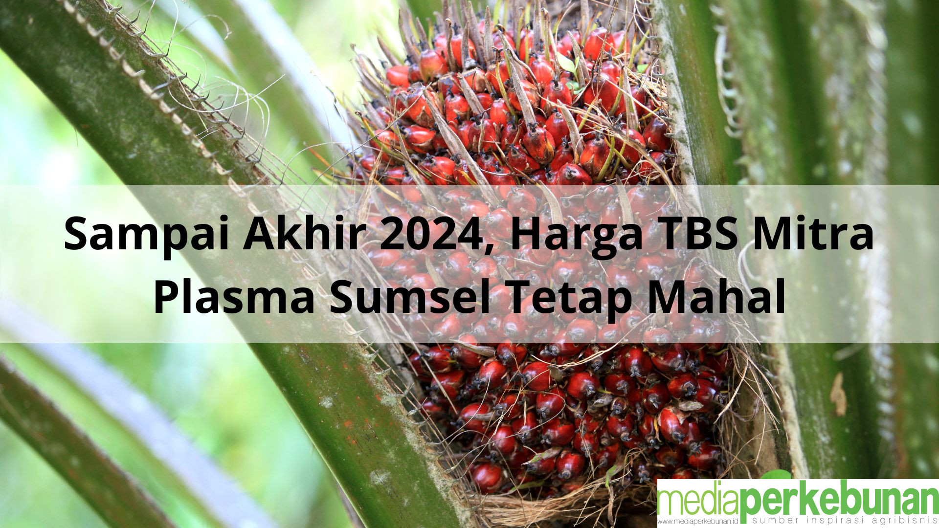 Sampai Akhir 2024, Harga TBS Mitra Plasma Sumsel Tetap Mahal