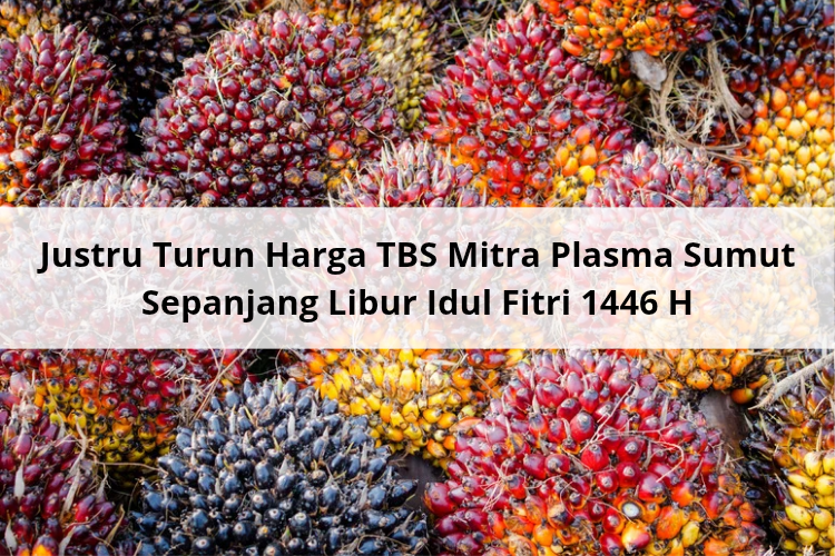 Ini Harga TBS Mitra Plasma Jambi untuk Setengah Bulan ke Depan