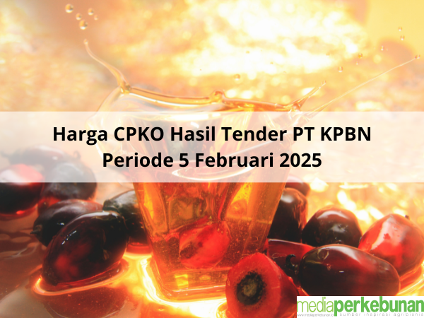 Ini Hasil Akhir Tender Harga CPKO di PT KPBN Periode 5 Februari 2025