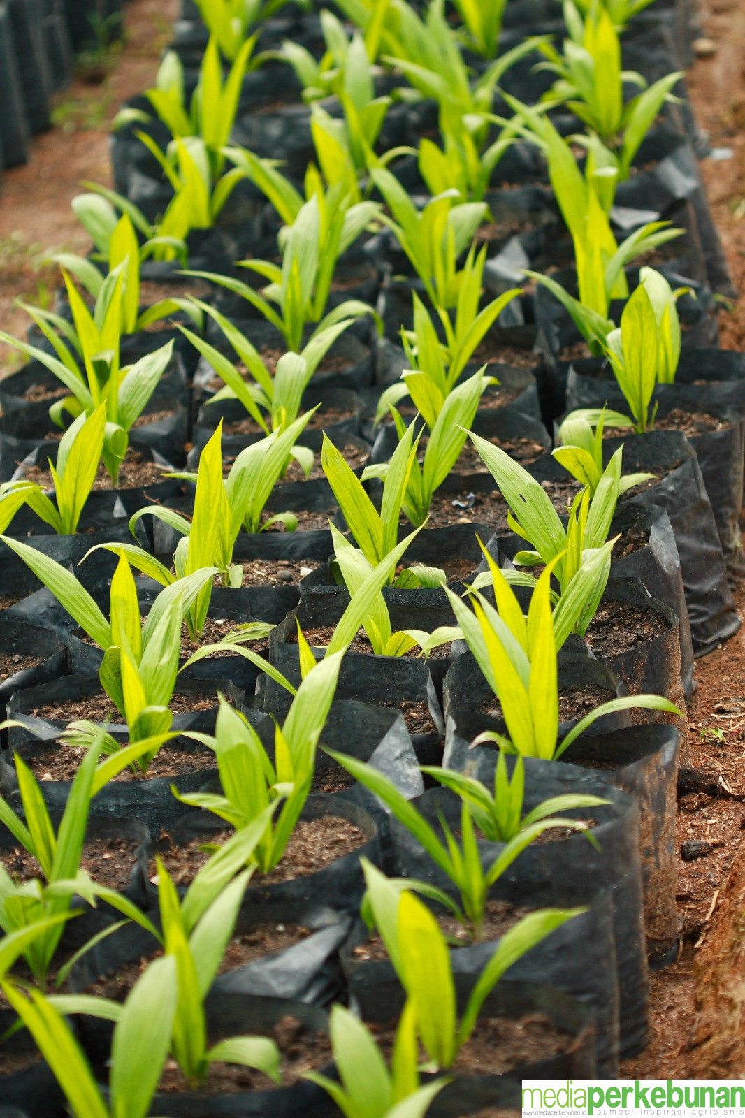 <strong>Pemerintah Awasi Penjualan Kecambah Benih di Marketplace</strong>