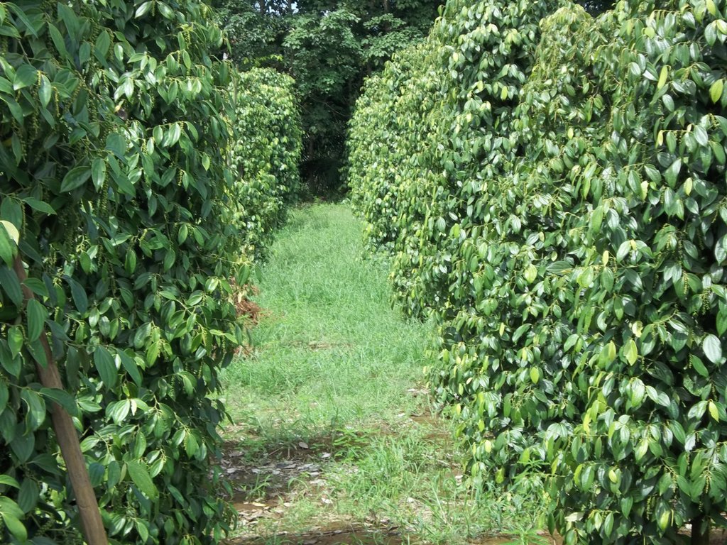 Integrasi Lada dan Kopi Untungkan Petani
