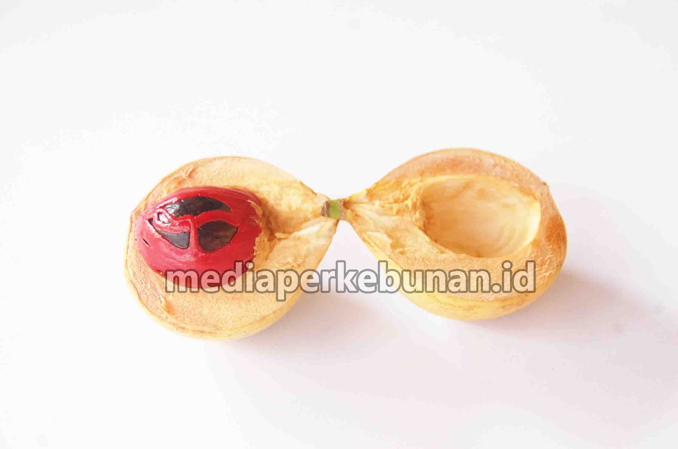 Dongkrak Produksi Pala untuk Peningkatan Ekspor