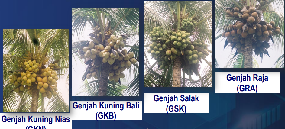 KEBUTUHAN BENIH KELAPA GENJAH MENINGKAT, SEGERA BANGUN KEBUN INDUK
