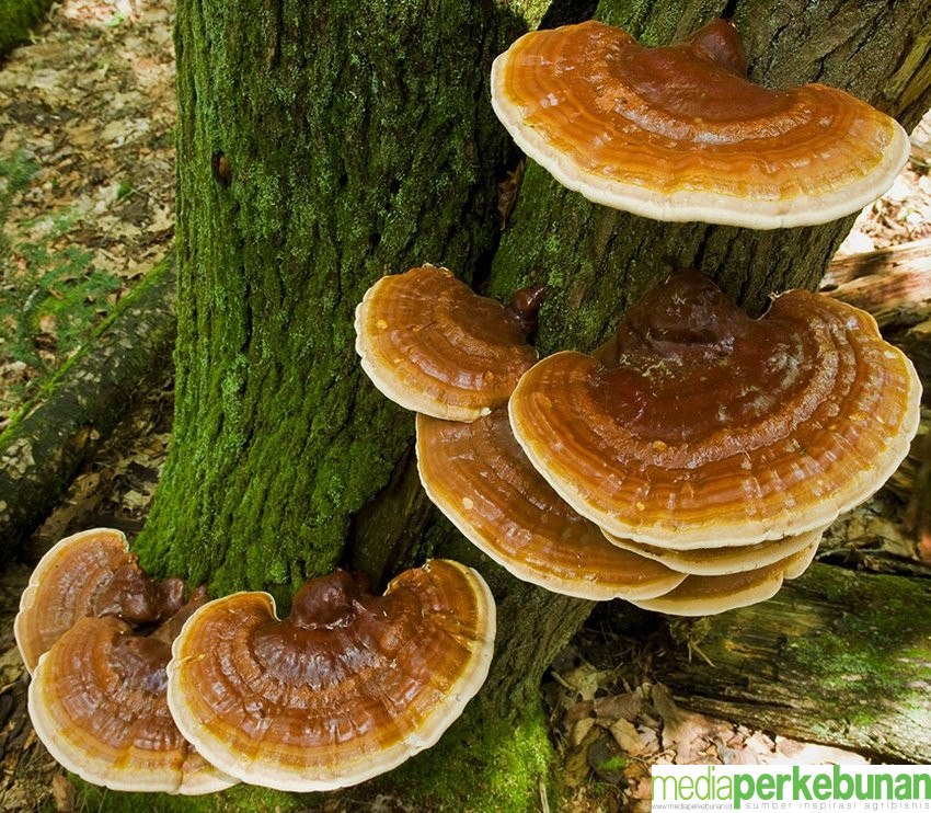 Strategi Pengelolaan Ganoderma: Praktik Inovatif dari Pakar