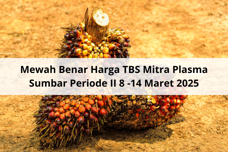 Mewah Benar Harga TBS Mitra Plasma Sumbar Periode II 8 -14 Maret 2025